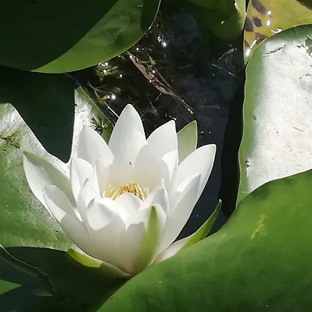 Vilă Casa Arina Sulina