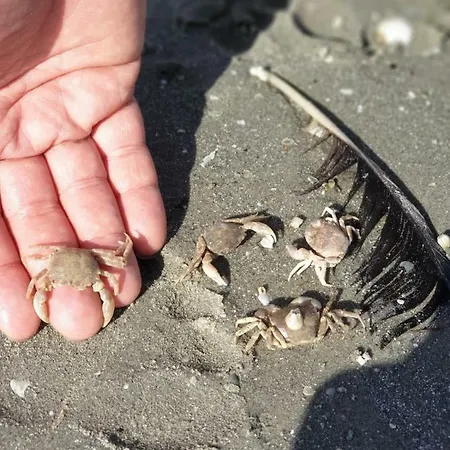 Vilă Casa Arina Sulina