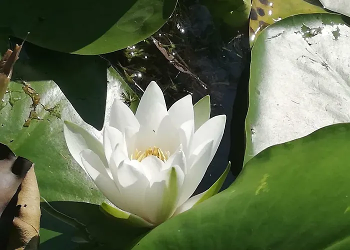 וילה Casa Arina סולינה